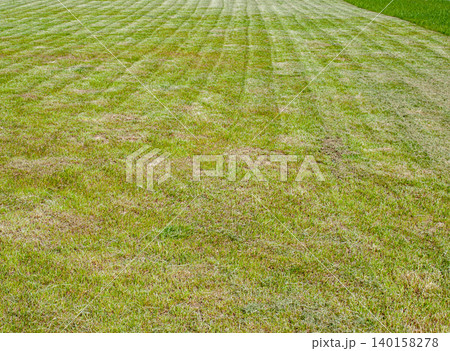 Endless texture of a mown green lawn with parallel cut grass lines. 140158278