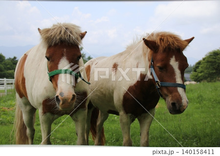 牧場で草を食べる馬 牧場で草を食べる馬 140158411