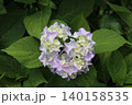 薄紫色のハート型の紫陽花 140158535