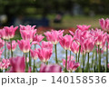 ピンク色の可愛いチューリップ 140158536
