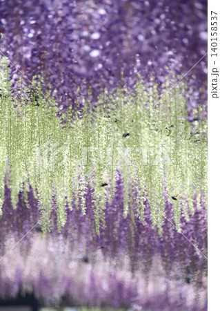 満開の藤の花 満開の藤の花 140158537