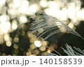 輝くススキ 140158539