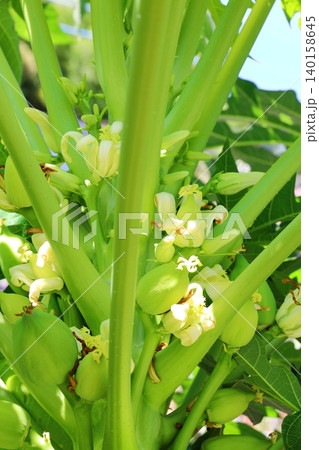 パパイアの実と花 タテ位置 パパイアの実と花 タテ位置 140158645