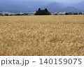 黄金色に稔った麦畑と小さな森 140159075