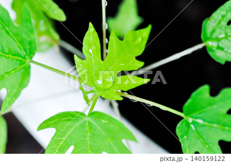 papaya leaf, Carica papaya L or Papaya or Melan Tree or Paw Paw or CARICACEAE plant and rain droplet papaya leaf, Carica papaya L or Papaya or Melan Tree or Paw Paw or CARICACEAE plant and rain droplet 140159122