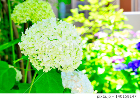 雨上がりの紫陽花 雨上がりの紫陽花 140159147