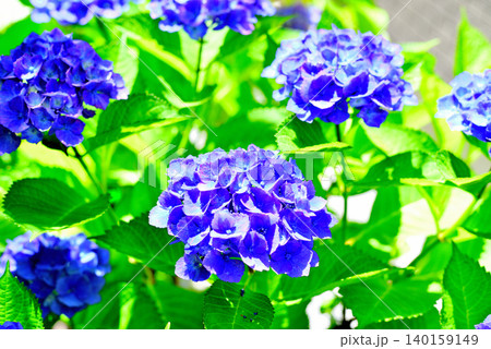 雨上がりの紫陽花 雨上がりの紫陽花 140159149