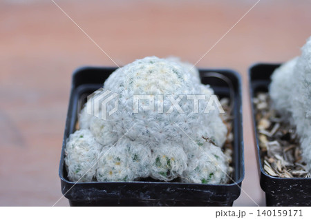 mammillaria ,mammillaria plumosa or cactus plant mammillaria ,mammillaria plumosa or cactus plant 140159171