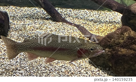 水槽で泳ぐ魚 水槽で泳ぐ魚 140159235