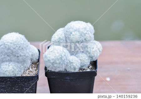 mammillaria ,mammillaria plumosa or cactus plant mammillaria ,mammillaria plumosa or cactus plant 140159236