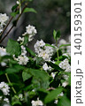 White spring blossoms on green garden shrub 140159301