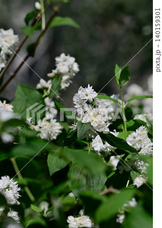 White spring blossoms on green garden shrub White spring blossoms on green garden shrub 140159301