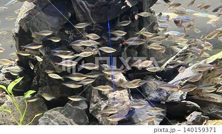 水槽を泳ぐ魚たち 水槽を泳ぐ魚たち 140159371