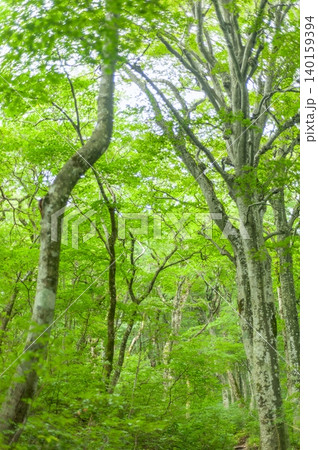 大山の夏山登山道を包み込む鮮やかな新緑のブナ原生林と美しい木漏れ日(鳥取県大山町) 大山の夏山登山道を包み込む鮮やかな新緑のブナ原生林と美しい木漏れ日(鳥取県大山町) 140159394