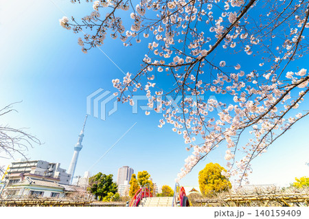 東京・亀戸天神と桜 東京・亀戸天神と桜 140159409