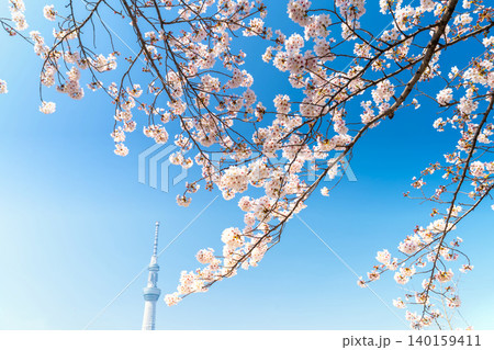 東京・亀戸天神と桜 東京・亀戸天神と桜 140159411