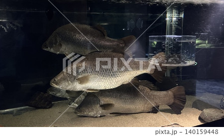 水槽の中で泳ぐ魚 水槽の中で泳ぐ魚 140159448