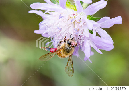 ピンク色の花粉団子を足につけ仕事に励むミツバチ ピンク色の花粉団子を足につけ仕事に励むミツバチ 140159570