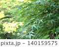 初夏の木漏れ日にきらめく青もみじの新緑（横長・背景素材） 140159575