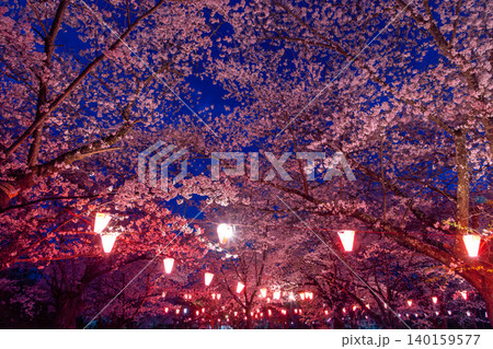 長野県小諸市丁　小諸城址懐古園　馬場跡のライトアップされた桜の夜景 140159577