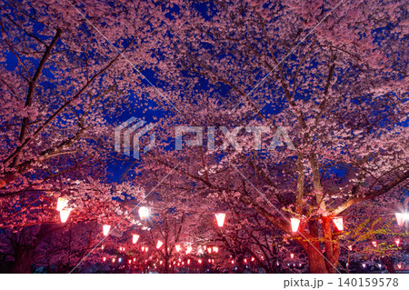 長野県小諸市丁　小諸城址懐古園　馬場跡のライトアップされた桜の夜景 140159578