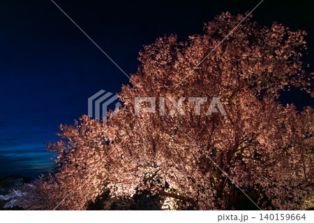 長野県小諸市丁 小諸城址懐古園本丸跡天守台に咲くライトアップされた桜 長野県小諸市丁 小諸城址懐古園本丸跡天守台に咲くライトアップされた桜 140159664