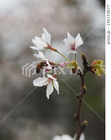 桜の花とミツバチ 桜の花とミツバチ 140159677