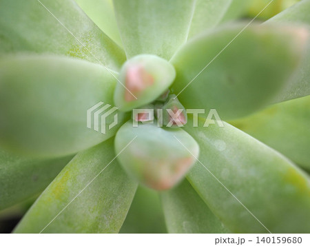 多肉植物 多肉植物 140159680
