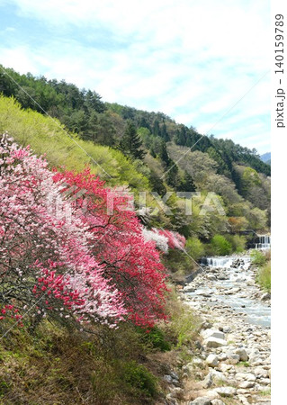 渓谷沿いに咲く色とりどりの花桃 渓谷沿いに咲く色とりどりの花桃 140159789