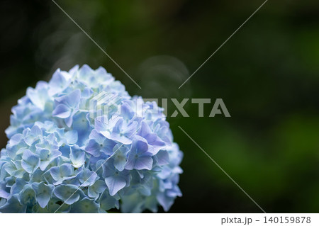 淡いブルーの紫陽花と深緑の背景 淡いブルーの紫陽花と深緑の背景 140159878