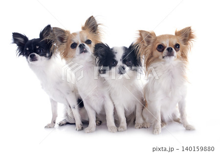 chihuahuas in studio 140159880