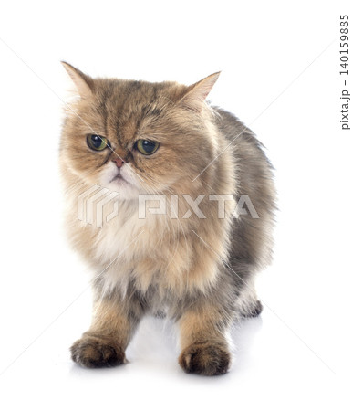 persian cat persian cat 140159885