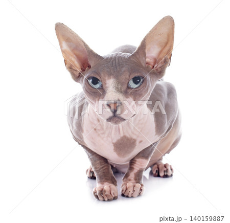 Sphynx Hairless Cat 140159887