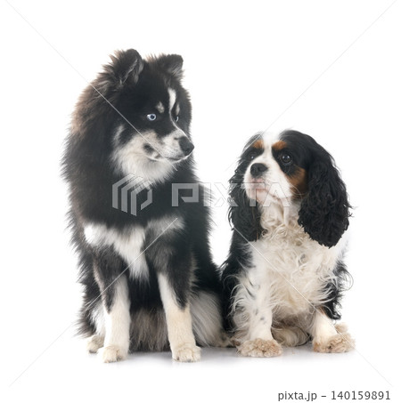 cavalier king charles and pomsky cavalier king charles and pomsky 140159891