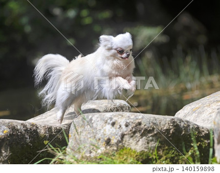 chihuahua in nature 140159898