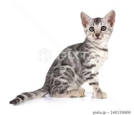 bengal kitten in studio 140159900