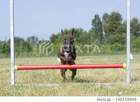 training of bull terrier 140159909
