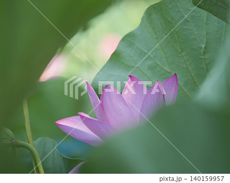 蓮の花のある風景 蓮の花のある風景 140159957