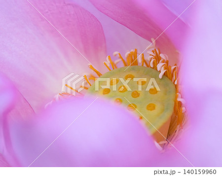 蓮の花びらと蕊 140159960