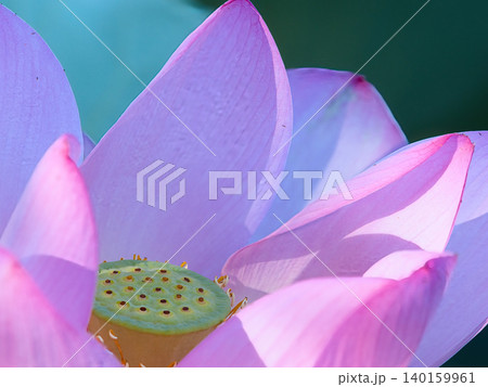 ピンクの蓮の花びら ピンクの蓮の花びら 140159961