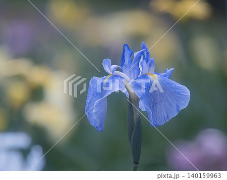 青い菖蒲 140159963
