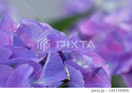 淡い紫色の紫陽花のクローズアップ 淡い紫色の紫陽花のクローズアップ 140159969