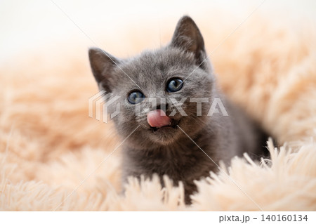 ふわふわの毛布の上で舌を出すグレーのシャルトリューの子猫 ふわふわの毛布の上で舌を出すグレーのシャルトリューの子猫 140160134