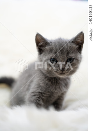白いふわふわの毛布の上に座るグレーのシャルトリューの子猫 140160138