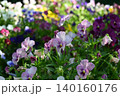 カラフルで陰影のあるパンジーの花畑と美しい背景ボケ（横長） 140160176