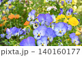 初夏を彩る鮮やかな青色と黄色のパンジーの花畑（横長） 140160177