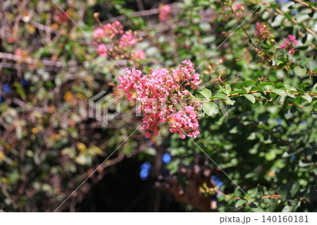 サルスベリの花 140160181