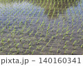 田植えが終わったばかりの水田に並ぶ早苗（横長） 140160341
