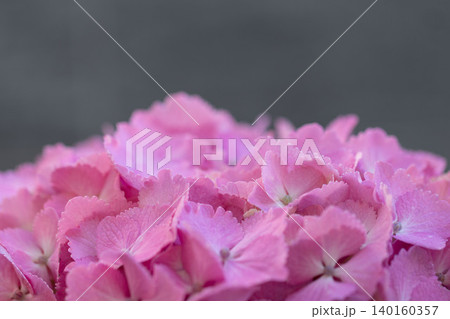 淡いピンク色の紫陽花のクローズアップ 淡いピンク色の紫陽花のクローズアップ 140160357