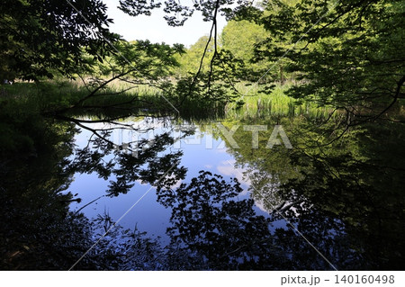 埼玉県北本市の北本自然観察公園の風景 140160498
